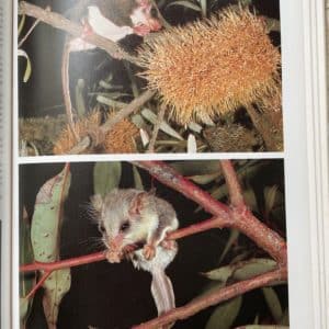 The Australian Museum- Complete book of Australian Mammals- edited by Ronald Strahan - Image 2