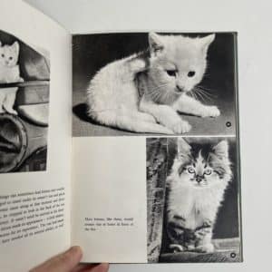 Introducing Kittens by Peter Jowett - Image 3