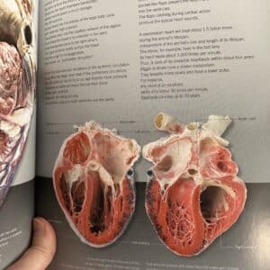 Body Worlds - The Anatomy of Animals by Gunther von Hagens and Angelina Whalley - Image 2